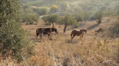 Meadow 'da atlar. İki at zeytin ağacının arasında çayırda geziniyor.