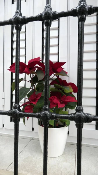 Παράθυρο Περβάζι Poinsettia Στην Κατσαρόλα Πίσω Από Σχάρα Ασφαλείας Στο — Φωτογραφία Αρχείου