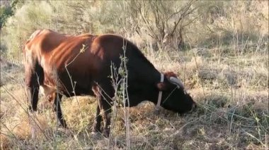 Güneşli Endülüs sonbahar gününde engebeli çayırlarda otlayan boynuzlu inekler.