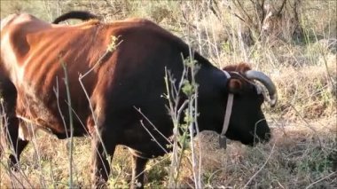 Güneşli Endülüs sonbahar gününde engebeli çayırlarda otlayan boynuzlu inekler.