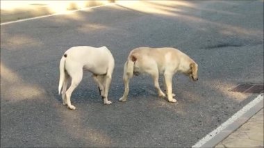 Endülüs 'ün Alora köyünde terk edilmiş güneşli bir sokakta kaldırımda iki başıboş köpek.