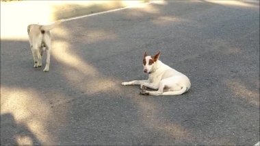 Two stray dogs on pavement in deserted sunny street in Andalusian village of Alora