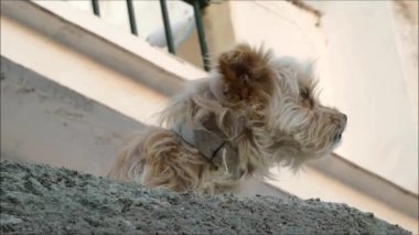 Küçük teriyer birinci kattaki beton duvarın arkasından bir şeye havlıyor..