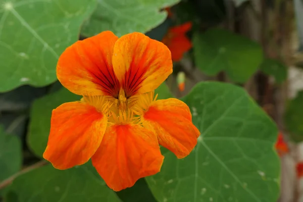 Turuncu Nasturtium Closeup Çiçek Çiçeklenme — Stok fotoğraf