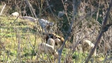 İspanya 'nın Endülüs kentindeki uzak kırsal çayırlarda kuzular ve koyunlar otluyor.