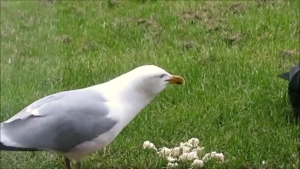 Corbul Negru Lacom Hrănește Pâine Lăsată Gazon Sudul Danemarcei — Videoclip de stoc