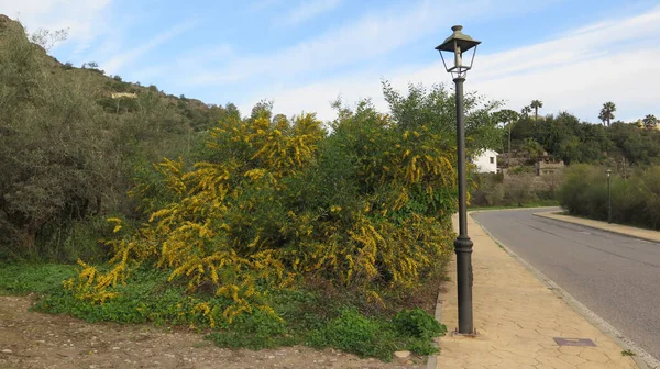 Mimosa Amarilla Flores Con Sol Primaveral Andalucía España —  Fotos de Stock