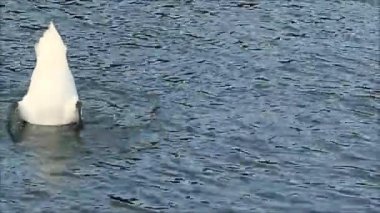 Sessiz Kuğu, İngiltere 'de Thames nehrinde besleniyor..