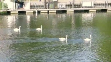 Dilsiz Kuğular Thames nehrinde süzülüyorlar Reading, Berkshire, İngiltere