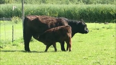 Danimarka kırsalında annesinden beslenen uzun saçlı buzağı.