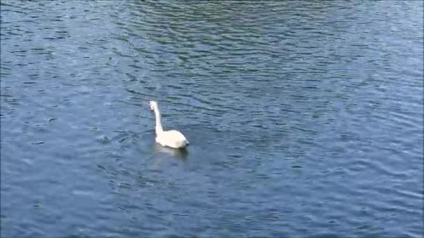 Sessiz Kuğu Ngiltere Thames Nehrinde Besleniyor — Stok video
