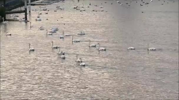 Dilsiz Kuğular Thames Nehrinde Süzülüyorlar Reading Berkshire Ngiltere — Stok video