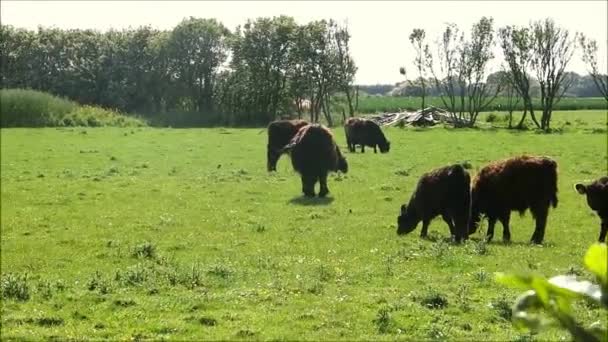 Hjord Med Långhårig Boskap Som Betar Dansk Mark — Stockvideo