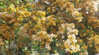 Large yellow and white Bougainvillea shrub growing in a Mediterranean carpark in Andalusian village