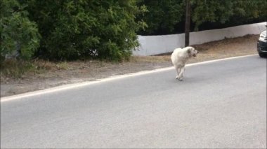 Stray dog on road. Stray dog on road outside Andalusian village