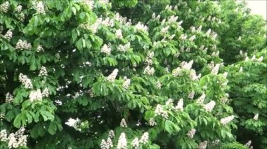 Horse Chestnut flowers. White flowering horse chestnut trees in southern Denmark hedgerow