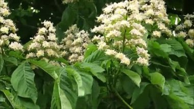 Horse Chestnut flowers. White flowering horse chestnut trees in southern Denmark hedgerow