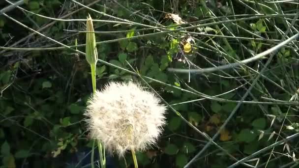Spanish Dandelion Clock Unopened Flower Rural Countryside Verge — Stockvideo