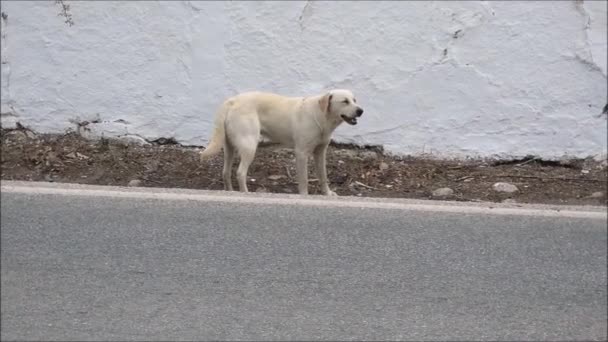 Stray Dog Road Stray Dog Road Andalusian Village — Vídeos de Stock