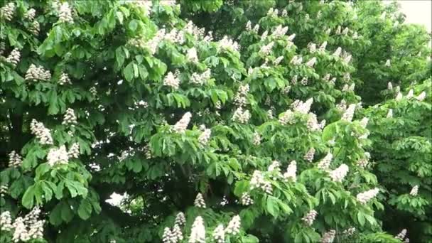 Horse Chestnut Flowers White Flowering Horse Chestnut Trees Southern Denmark — Stockvideo