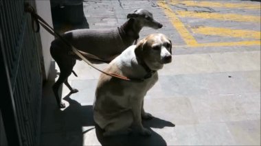 Two dogs on leash waiting patiently at market entrance. Two dogs on leash waiting patiently at market entrance in sunny Tarifa, Andalusia