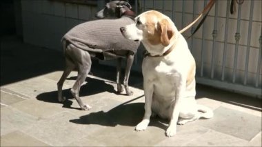 Two dogs on leash waiting patiently at market entrance. Two dogs on leash waiting patiently at market entrance in sunny Tarifa, Andalusia
