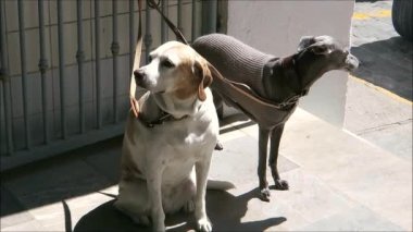 Two dogs on leash waiting patiently at market entrance. Two dogs on leash waiting patiently at market entrance in sunny Tarifa, Andalusia