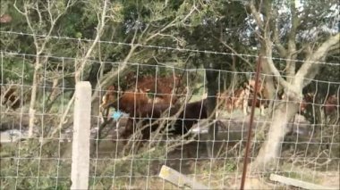 Cattle stampede in Andalusia. Cattle running behind wire fence in rural Andalusia, spooked by still standing camera man