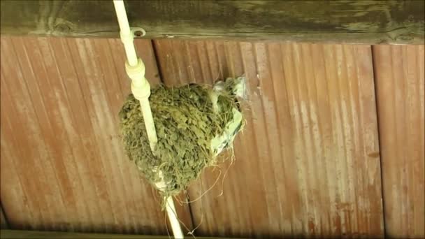 Barn Swallow Nest Barn Swallow Leaving Entering Nest Rural Andalusia — 图库视频影像