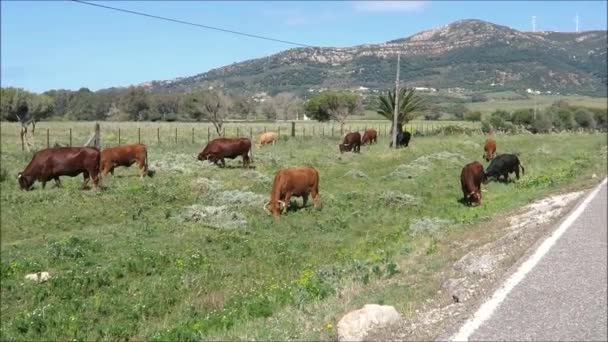 Cows Grazing Sun Herd Cattle Grazing Andalusian Sunshine – Stock-video