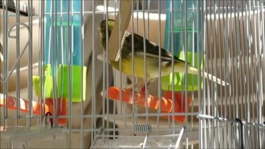 Caged bird in Malaga. Caged bird in Andalusian morning sunshine