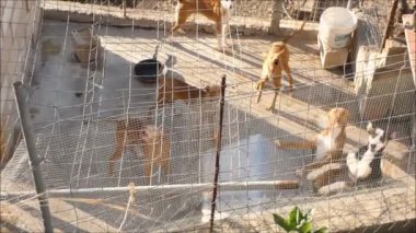 Dogs in kennel. Crowd of dogs in small confined kennel in urban Andalusia