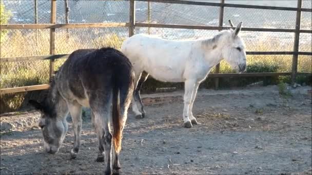 Two Donkey Standing Corral Two Donkeys Large Corral Sunny Andalusian — Vídeos de Stock