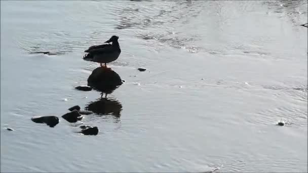 Duck Rock Male Mallard Duck Preening Rock Andalusian River — Stok Video