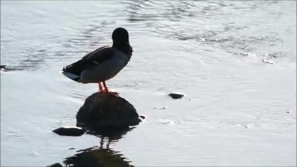 Duck Rock Male Mallard Duck Preening Rock Andalusian River — Stock Video
