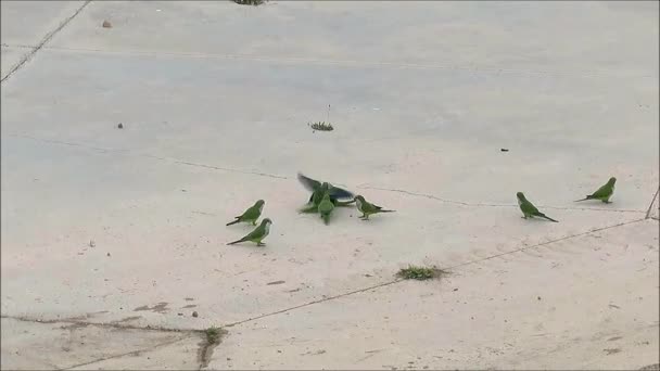Flock Green Parakeets Flock Green Parakeets Running Feeding Malaga Storm — Wideo stockowe