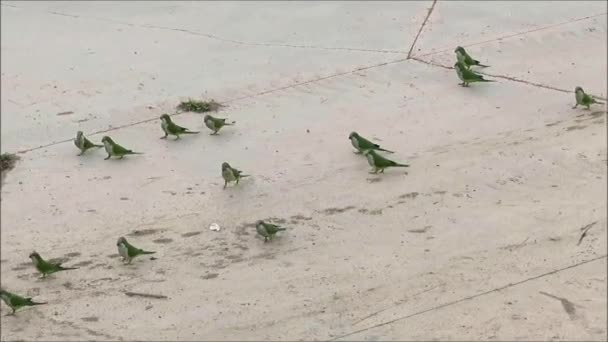 Flock Green Parakeets Flock Green Parakeets Running Feeding Malaga Storm — Stockvideo