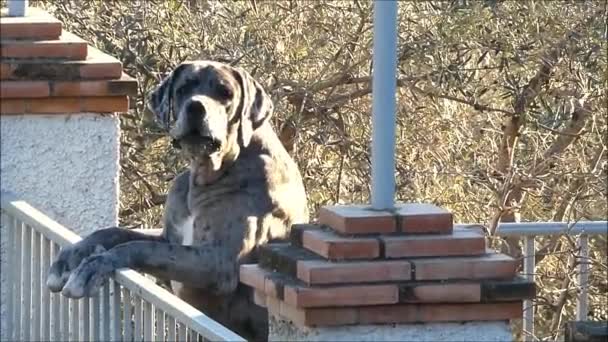 Large Fierce Dog Large Fierce Dog Barking Photografer Rural Andalusian — Stockvideo