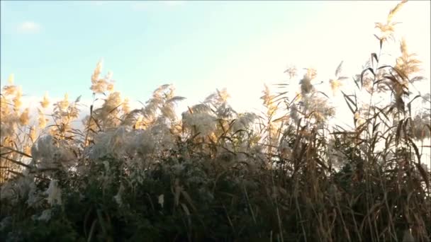 Hierba Bambú Verde Alto Contra Cielo Invierno Andaluz Roadside Bordeado — Vídeo de stock