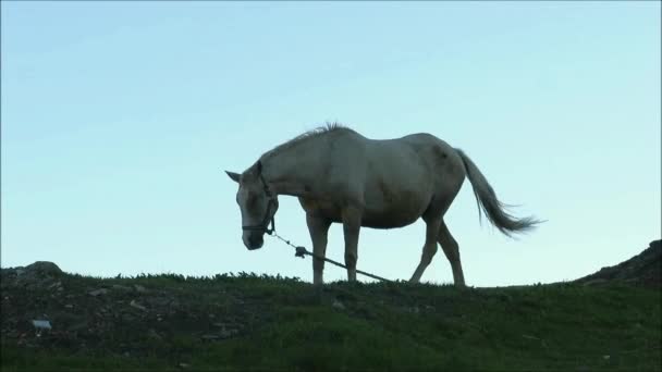 Caballo Atado Una Colina Estéril Sobre Pueblo Andaluz Primera Hora — Vídeo de stock