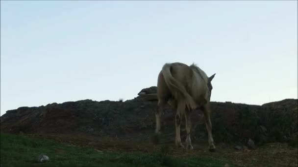 Gebonden Paard Kale Heuvel Boven Andalusisch Dorp Vroege Ochtend November — Stockvideo
