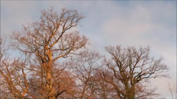 一群没有叶子的树 丹麦南部冬季 一群没有叶子的树木在蓝天和多云的天空中生长 — 图库视频影像
