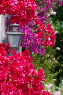 Fransız Rivierası 'nda bir duvara karşı çiçek, fener, mor bougainvillea.