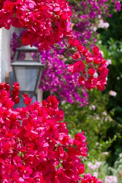 Czerwony Bougainvillea Rozkwicie Latarnia Fioletowy Bougainvillea Ścianie Riwierze Francuskiej — Zdjęcie stockowe