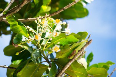 Seyşeller 'de Takamaka (Calophyllum inophyllum) şubesi ve arka planda mavi gökyüzü