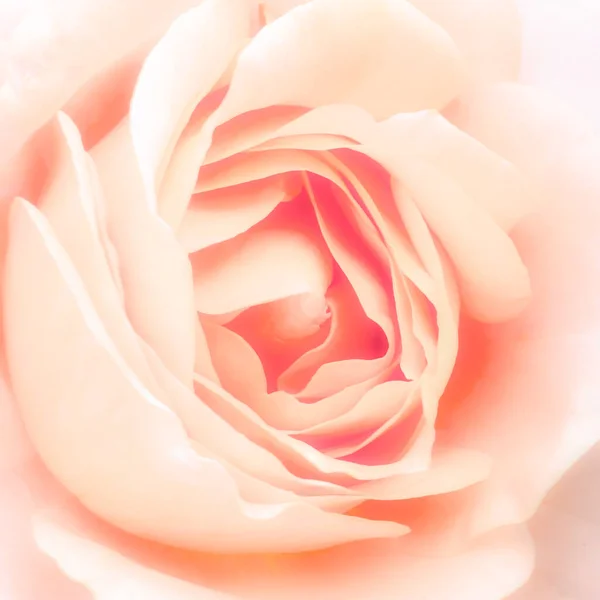 Fleur Rose Pêche Lumière Douce Ambiance Romantique Mise Point Sélective — Photo