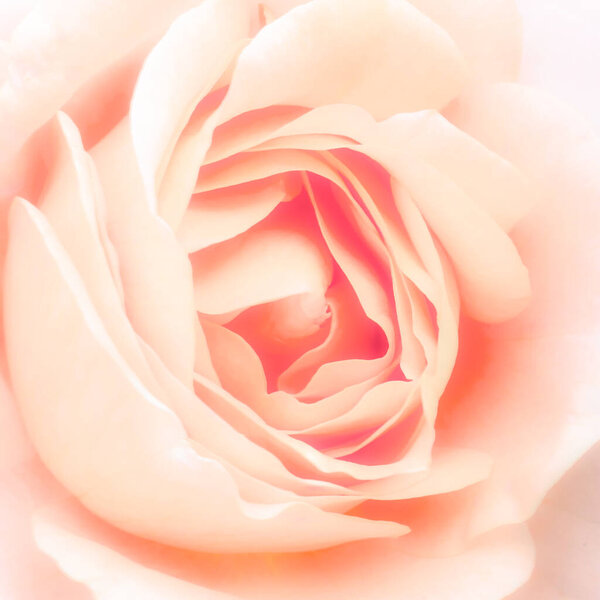 Peach colored rose flower, soft light, romantic atmosphere, selective focus