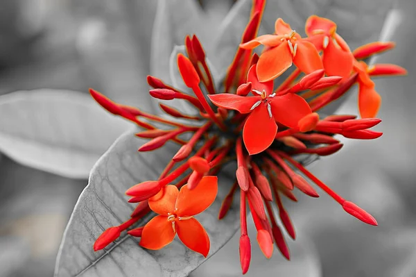 Czerwone Szkarłatne Kwiaty Ixora Kwitną Wyspach Seszeli — Zdjęcie stockowe