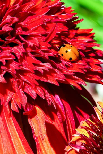 Joaninha Coneflower Vermelho Echinacea Flor — Fotografia de Stock