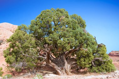 Utah Canyonlands Parkı 'ndaki çölde çok eski bir ardıç ağacı..